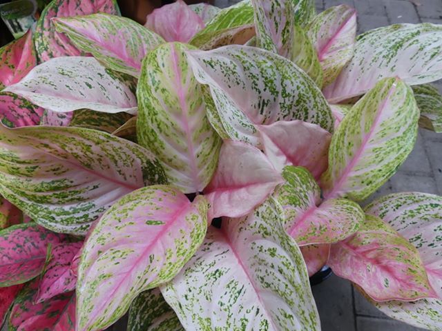 Detail corak daun Aglaonema jenis Bidadari.