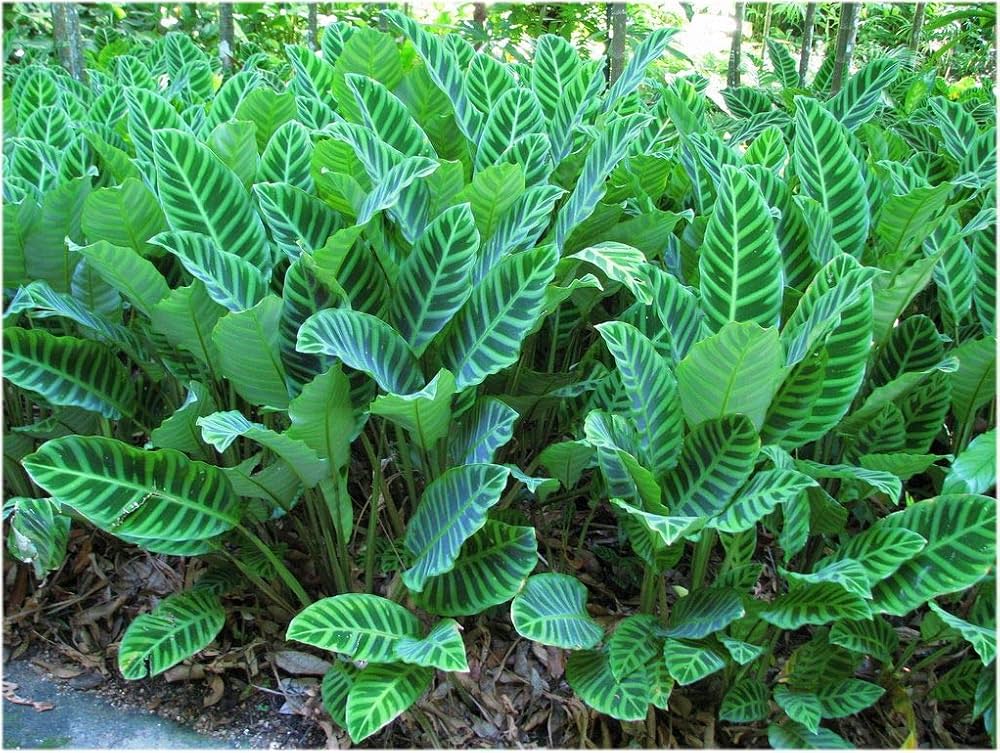 Lanskap tanaman hias Calathea dengan corak daun yang memukau