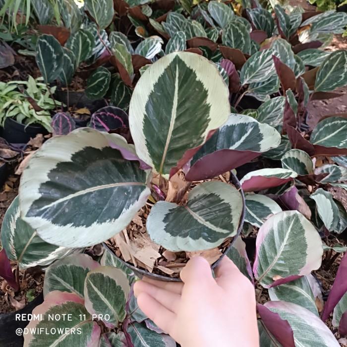 Detail corak daun Calathea Marion yang cantik.