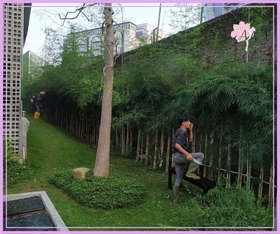 Jasa Perawatan Taman Rutin