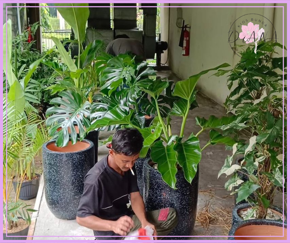 Menjual Berbagai Macam Tanaman Hias