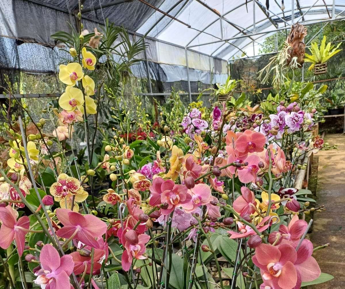 Potret close-up bunga anggrek yang cantik.