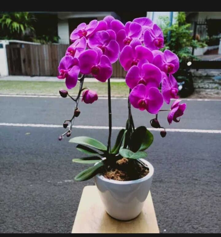 Bunga Anggrek Bulan berwarna pink.