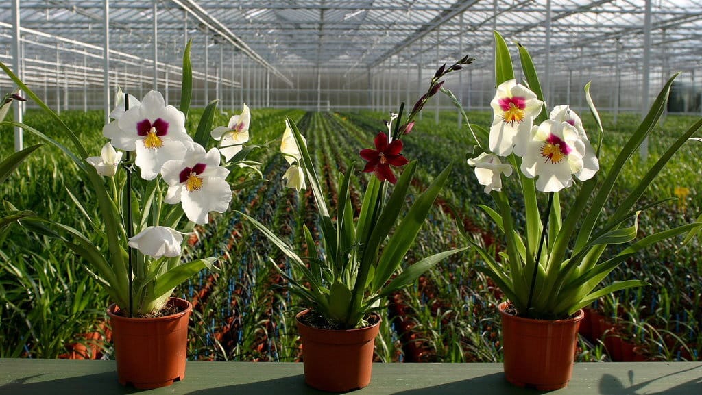 Bunga Anggrek Bulan berwarna cerah sebagai tanaman hias