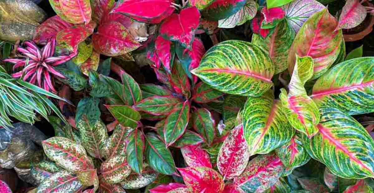 Lanskap tanaman hias Aglaonema dengan corak daun beragam