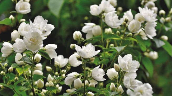 Lanskap taman dengan bunga Melati Jepang yang rimbun dan indah