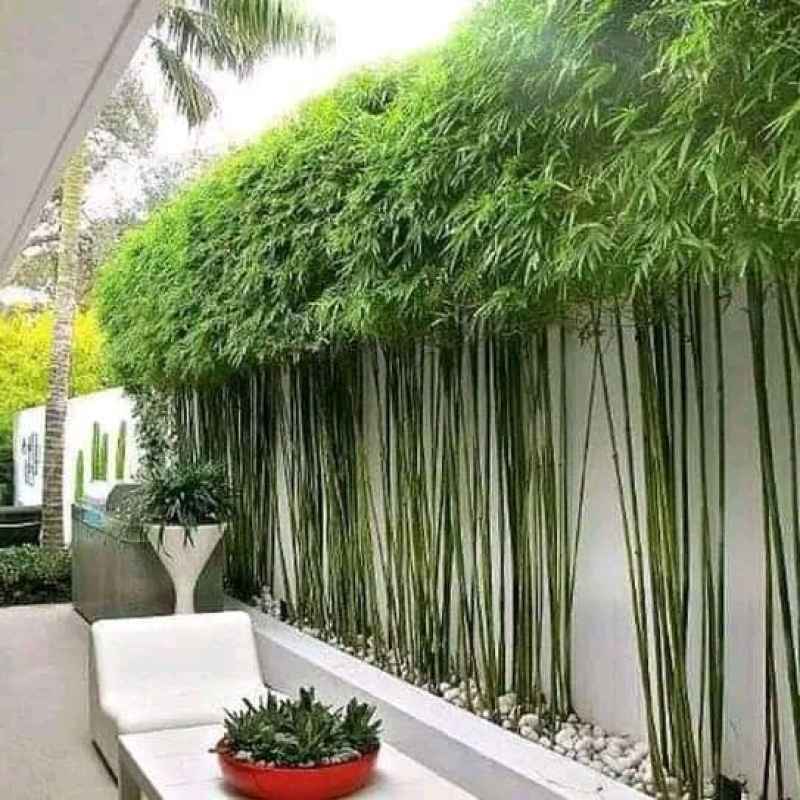 Aplikasi Bambu Jepang sebagai pagar hijau di samping tembok rumah