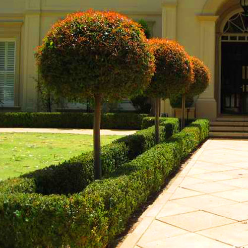 Aplikasi tanaman Pucuk Merah sebagai pagar hidup di depan rumah