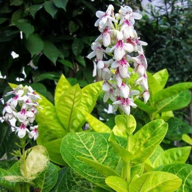 Bibit bunga Melati Jepang yang rimbun.